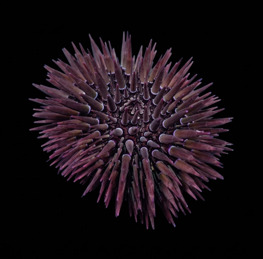 Riffdach-Bohrseeigel (Echinometra mathaei)