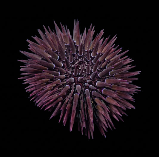 Riffdach-Bohrseeigel (Echinometra mathaei)