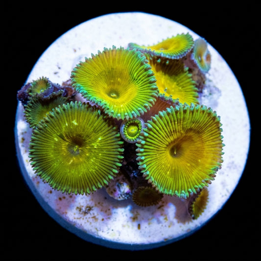 Krustenanemonen (Palythoa spp. Cornbred Nuclear Death) (frag)