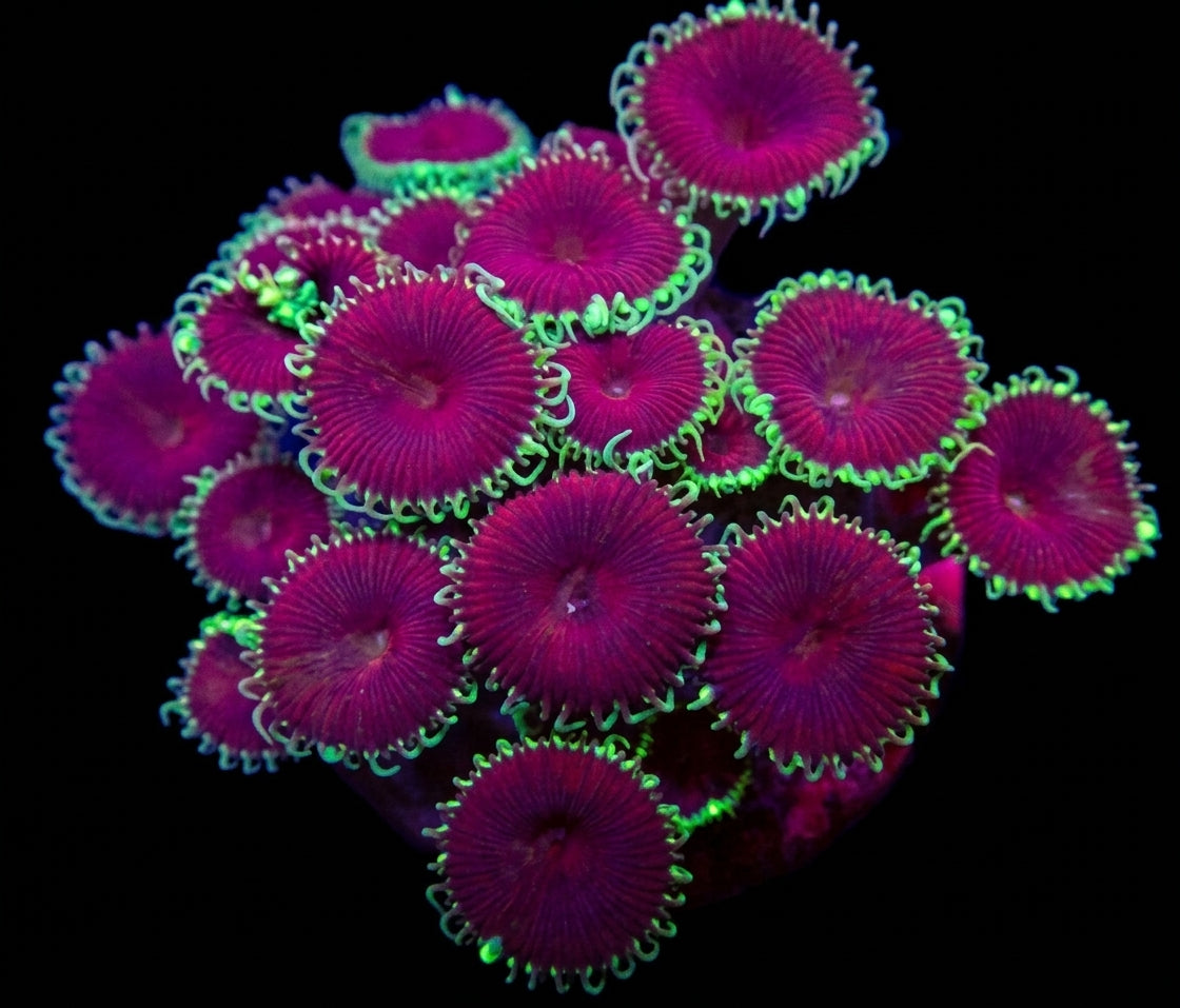 Krustenanemonen (Palythoa spp. Purple Death) (frag)