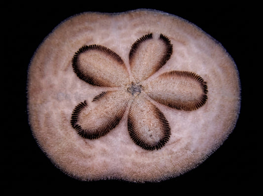 Sanddollar (Clypeaster humilis)