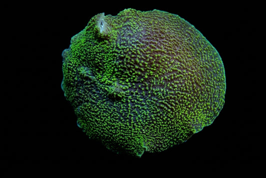 Gewelltes Elefantenohr (Platyzoanthus mussoides Green) (1 ear)