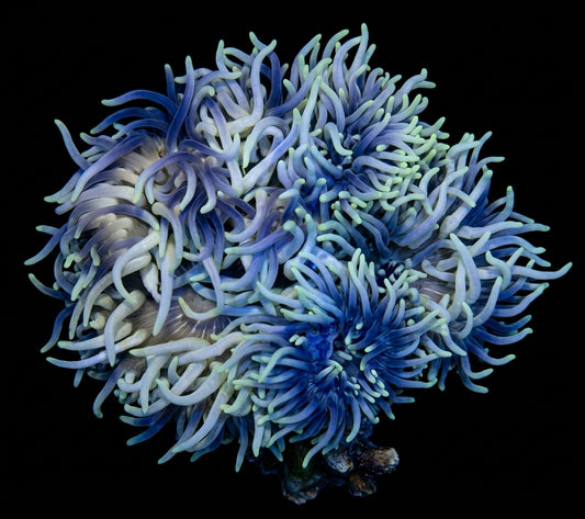 Korkenzieher-Anemone (Macrodactyla doreensis) (bluish)