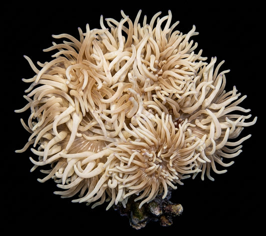 Lederanemone (Heteractis crispa) (cream)
