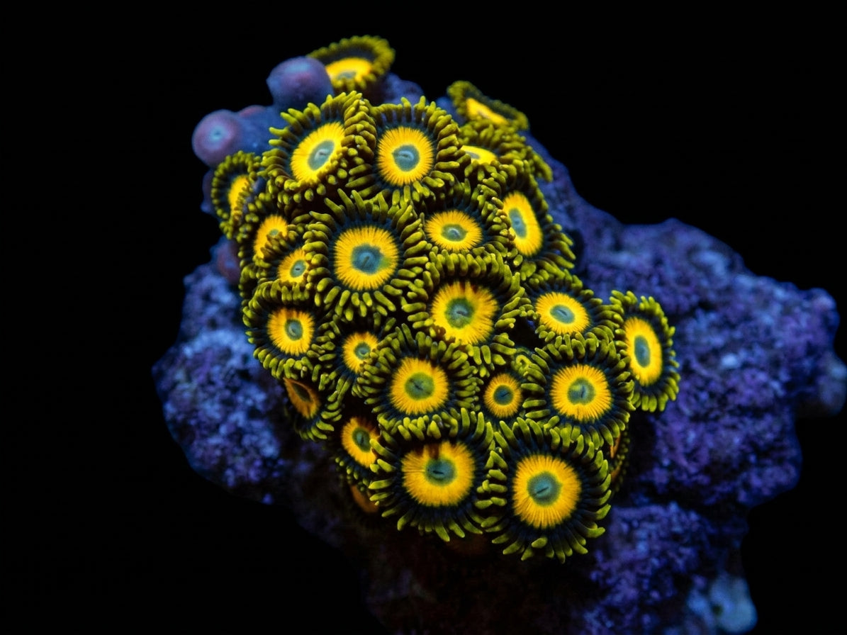Krustenanemone (Zoanthus spp. Scrambled Eggs) (frag)