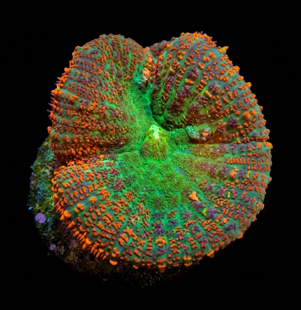 Scheibenanemone (Rhodactis spp. (Orange) (1 ear)