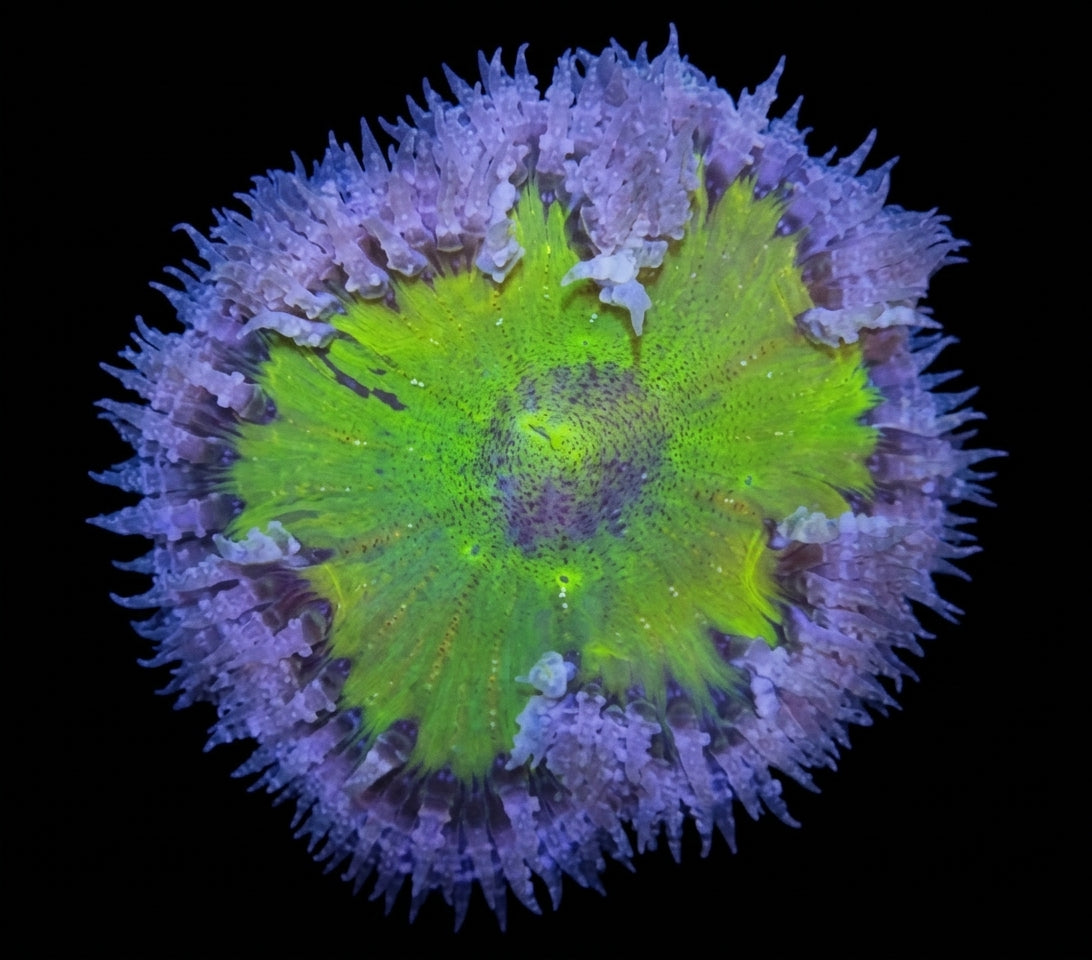 Karibische Perlenanemone (Epicystis crucifer) (Premium)