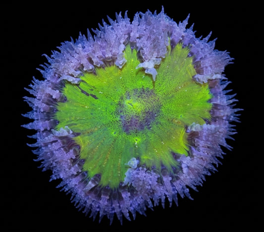 Karibische Perlenanemone (Epicystis crucifer) (Premium)