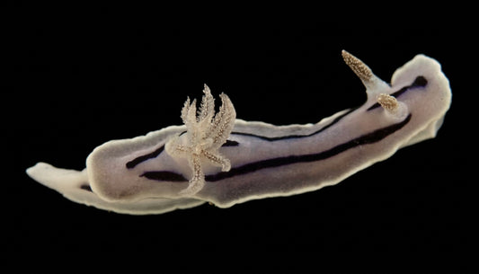 Willans Chromodoris (Chromodoris willani)