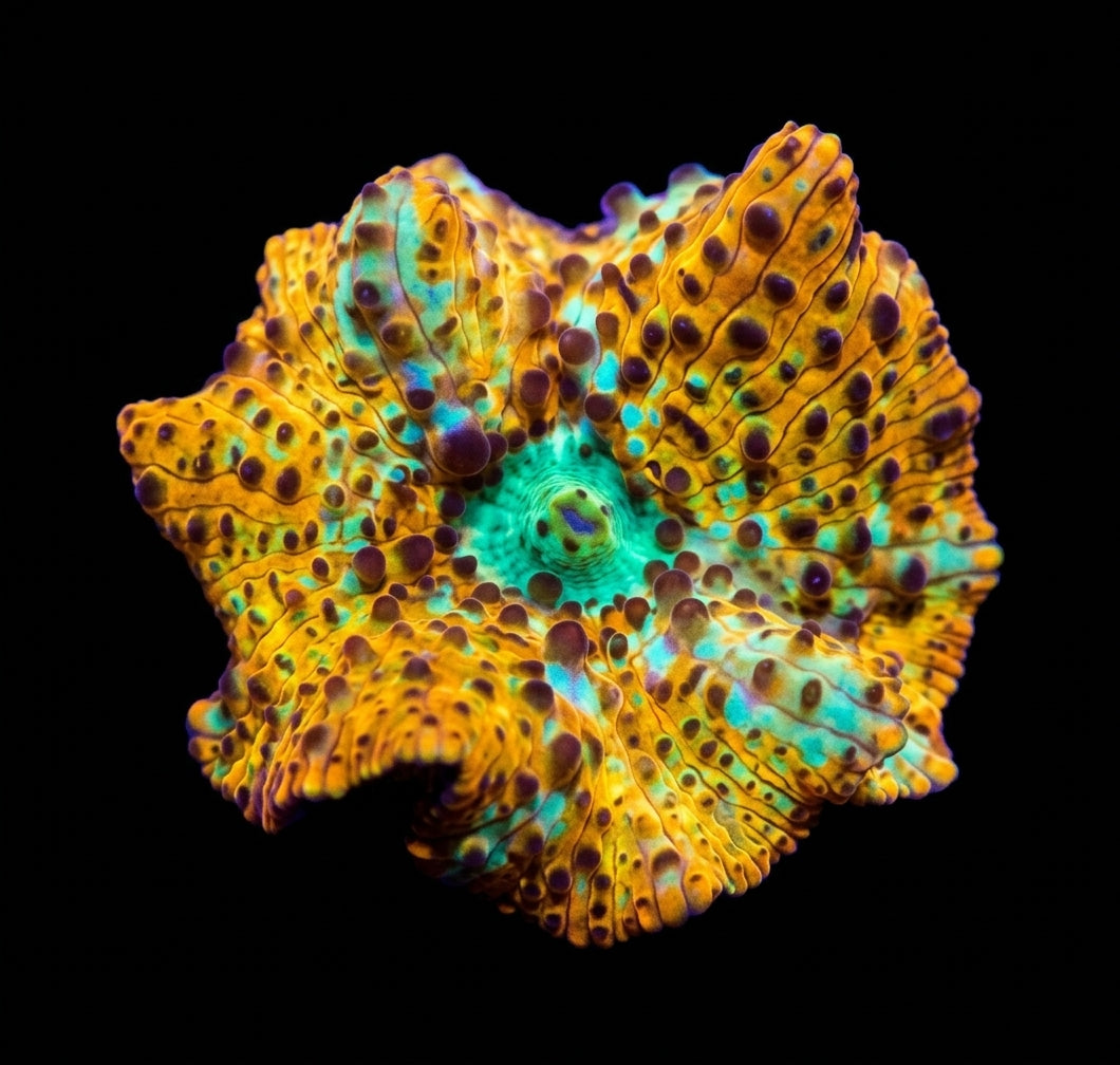 Scheibenanemone Discosoma spp. (Special Selected)