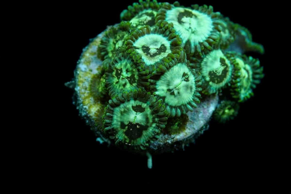 Krustenanemone (Zoanthus spp. Premium) (frag)