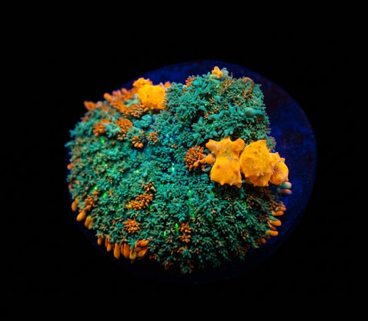 Scheibenanemone (Rhodactis spp. Bounce Orange-Red) (1 ear)