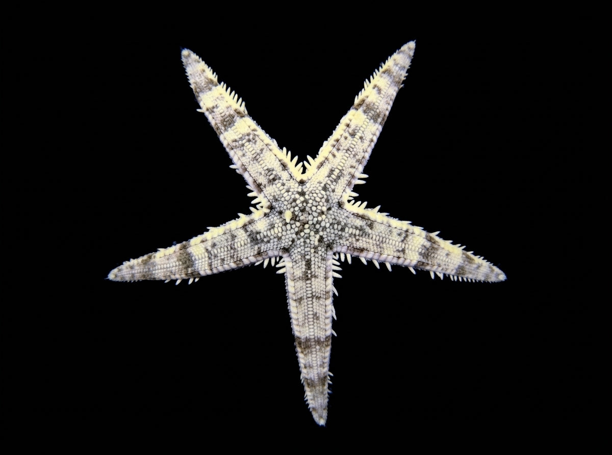 Grabender Seestern (Archaster typicus)