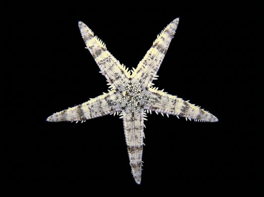 Grabender Seestern (Archaster typicus)