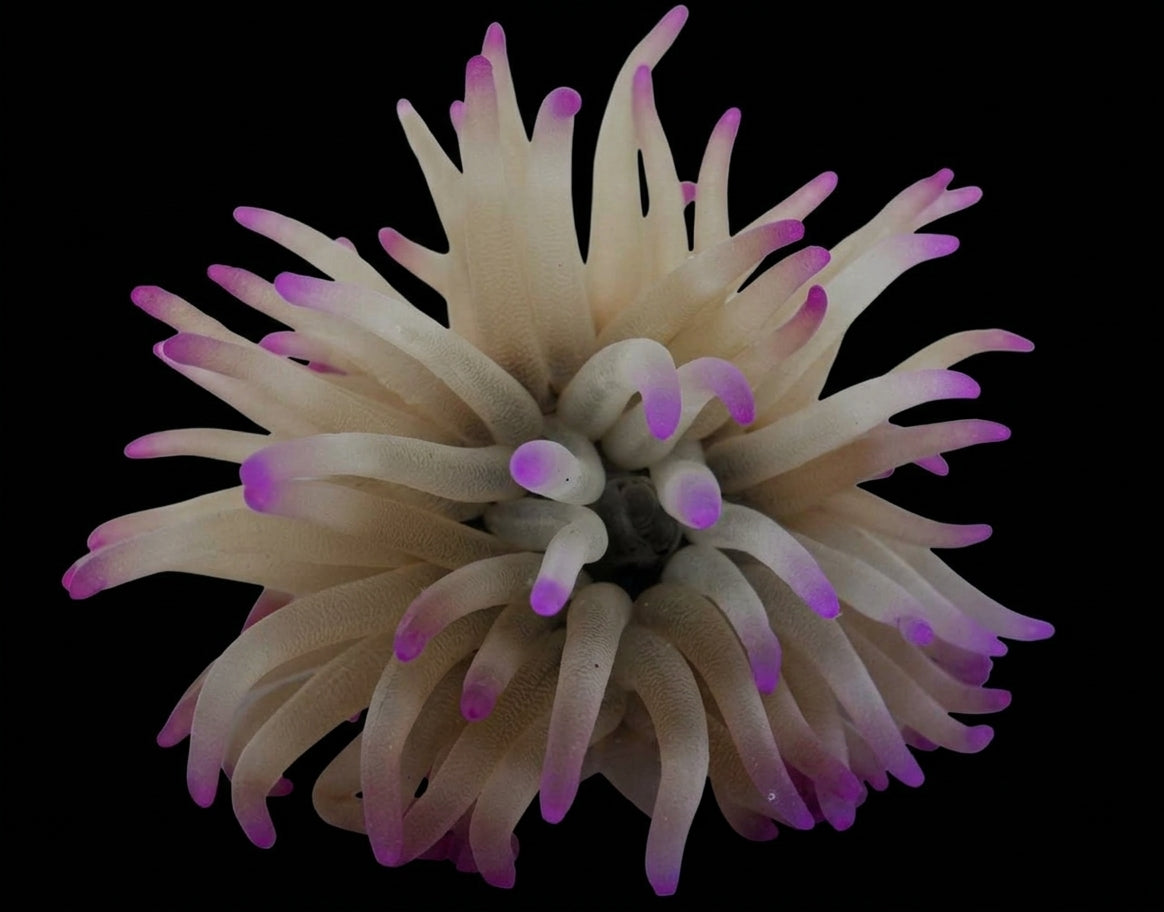 Karibische Goldrose (Condylactis gigantea) (Pink tip)