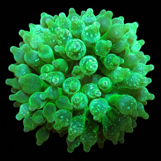 Grüne Blasenanemone (Entacmaea quadricolor) (green)