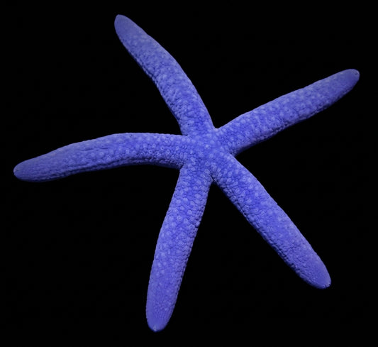 Blauer Seestern (Linckia laevigata)