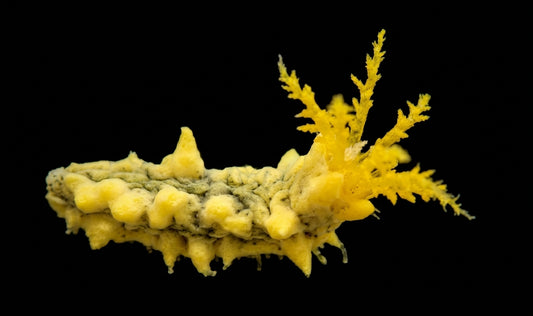 Gelbe Seewalze (Colochirus robustus)
