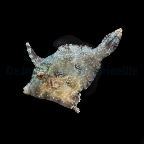 Acreichthys tomentosus – Seegras-Feilenfisch (Nachzucht!)