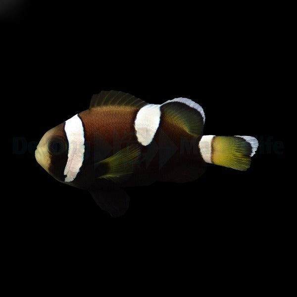 Amphiprion polymnus „Saddleback Blue Lip“ – Sattelrücken-Anemonenfisch (Nachzucht!)