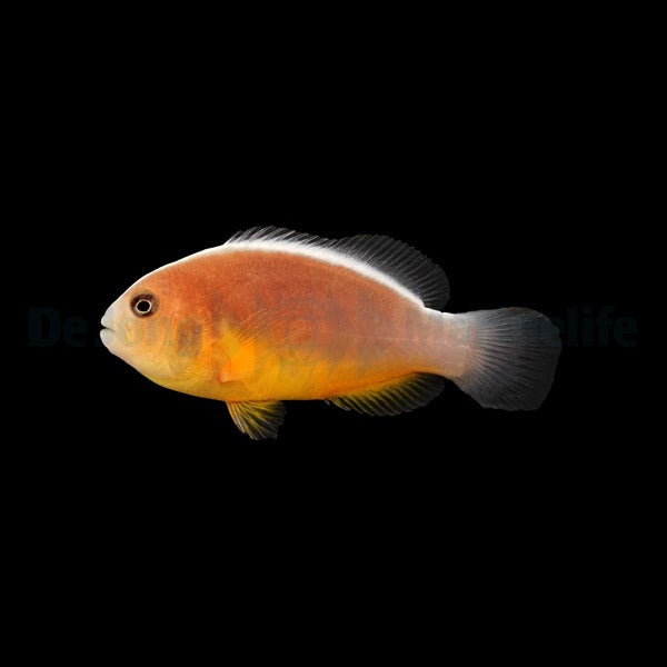 Amphiprion polymnus „Saddleback Blue Lip“ – Sattelrücken-Anemonenfisch (Nachzucht!)