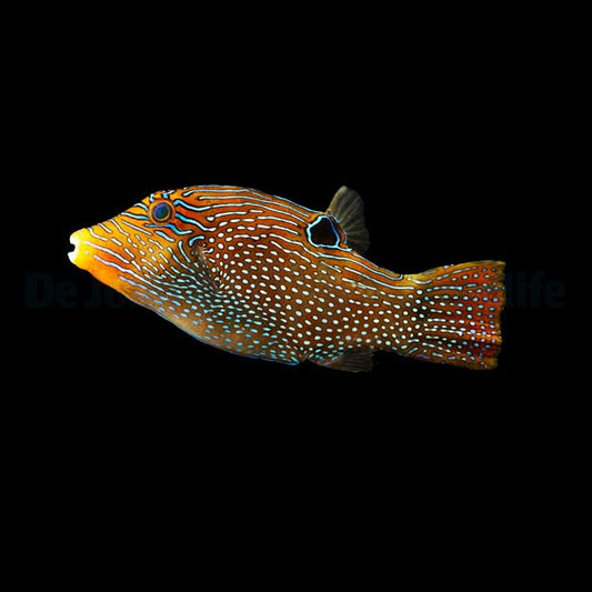 Canthigaster papua – Papua-Spitzkopfkugelfisch