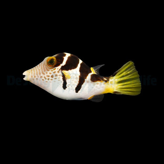Canthigaster valentini – Sattel-Spitzkopfkugelfisch