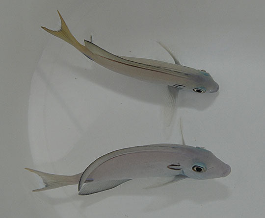 Acanthurus tennentii – Schokoladen-Doktorfisch (Hufeisen-Doktorfisch)