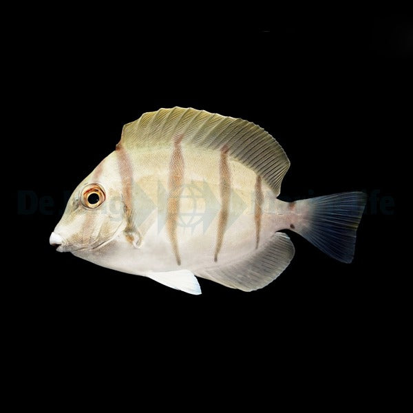 Acanthurus triostegus – Sträflings-Doktorfisch