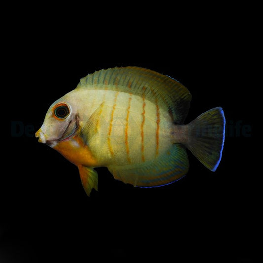 Acanthurus tristis – Indischer Ozean Mimikry-Doktorfisch