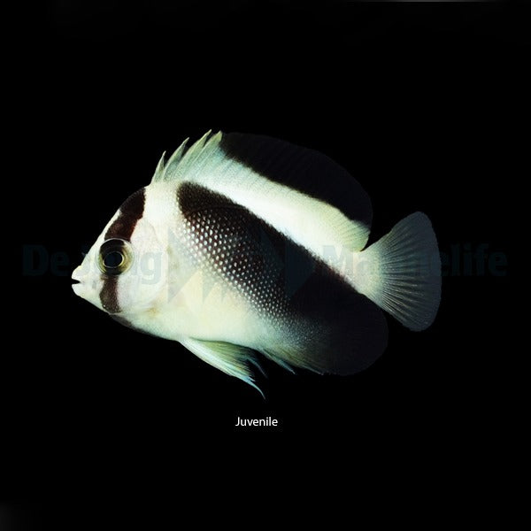 Apolemichthys griffisi – Griffis-Kaiserfisch