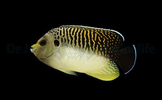 Apolemichthys kingi – Tiger-Kaiserfisch