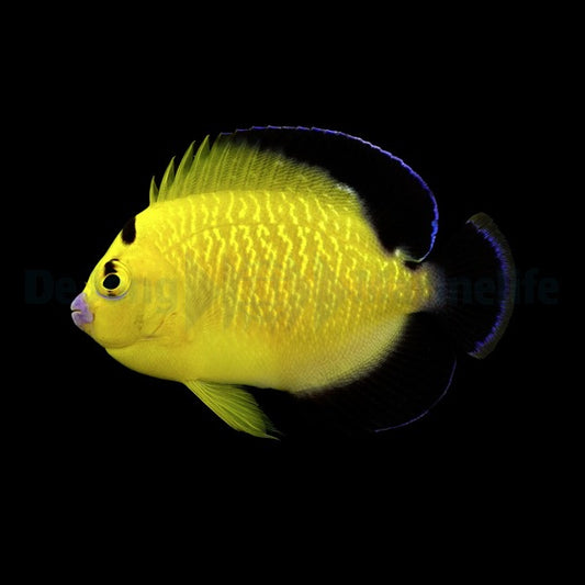 Apolemichthys xanthopunctatus Nachzucht – Goldtupfen-Kaiserfisch