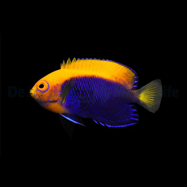 Centropyge acanthops – Orangerücken-Zwergkaiserfisch