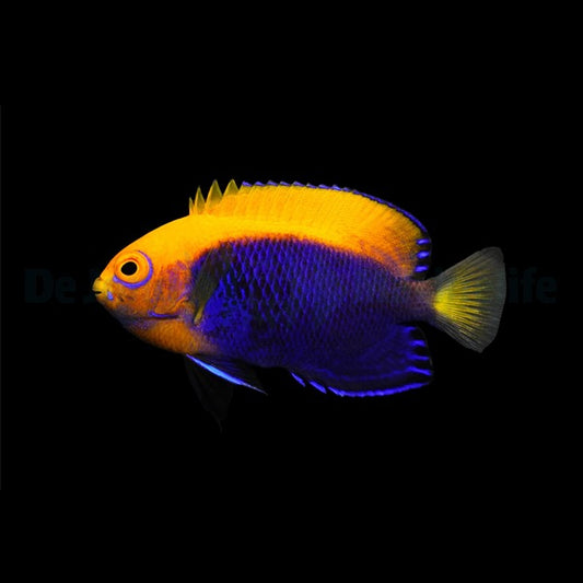 Centropyge acanthops – Orangerücken-Zwergkaiserfisch