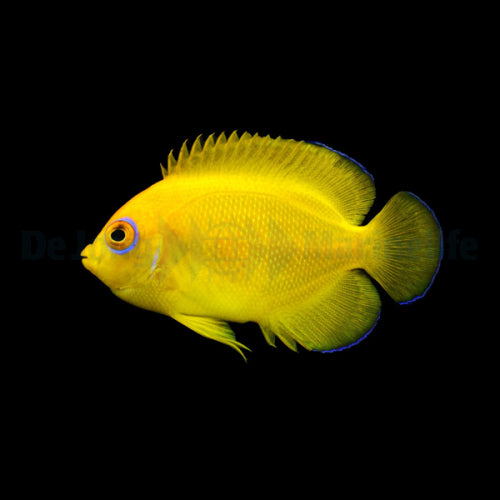 Centropyge flavissima  – Zitronen-Zwergkaiserfisch (Nachzucht)