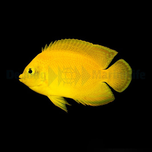 Centropyge heraldi – Heralds Zwergkaiserfisch