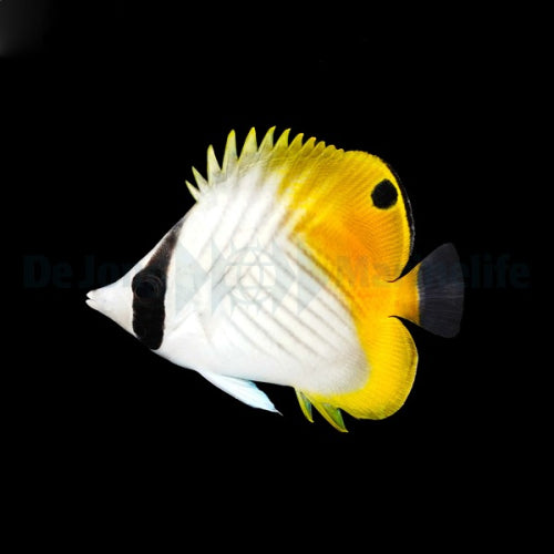 Chaetodon auriga – Fähnchen-Falterfisch