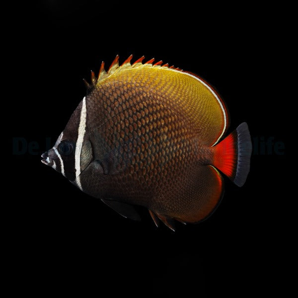 Chaetodon collare – Halsband-Falterfisch