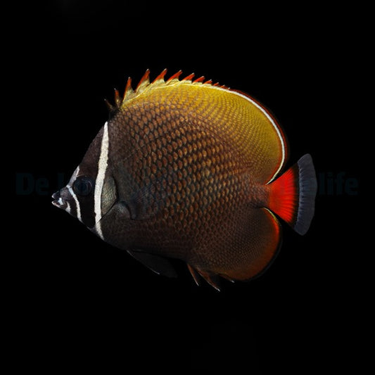 Chaetodon collare – Halsband-Falterfisch