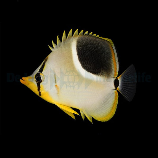 Chaetodon ephippium – Sattel-Falterfisch