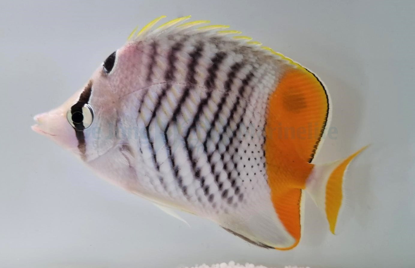 Chaetodon madagaskariensis – Madagaskar-Falterfisch