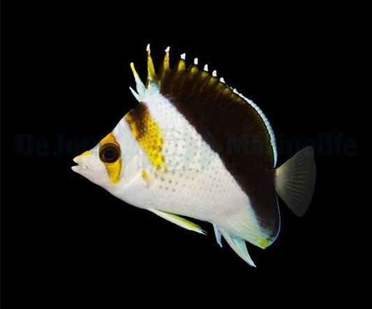 Chaetodon spp. Hybrid (Backcross) – Falterfisch-Hybrid