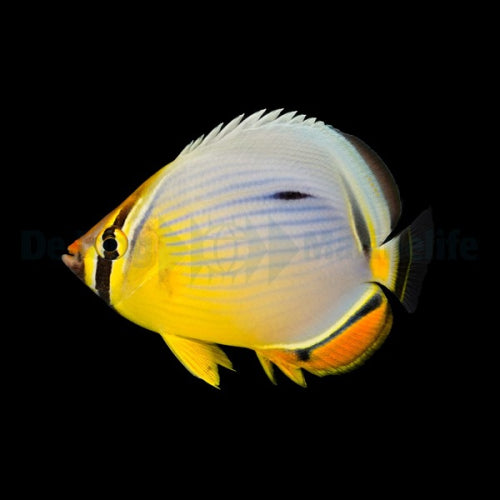 Chaetodon trifasciatus – Indischer Reifen-Falterfisch
