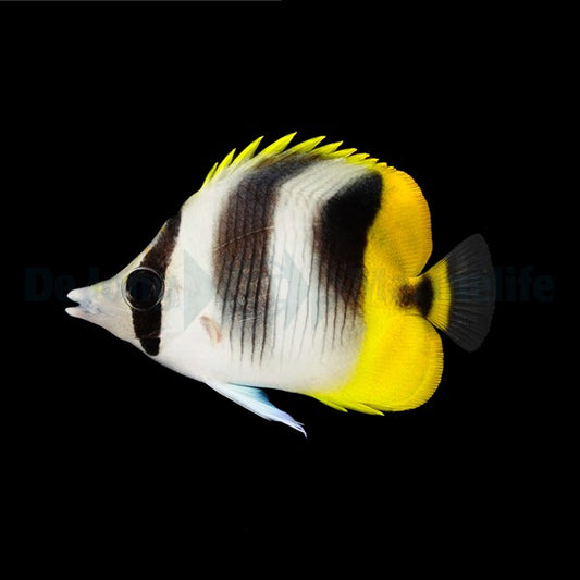 Chaetodon ulietensis – Pazifik-Falterfisch (Doppelsattel-Falterfisch)