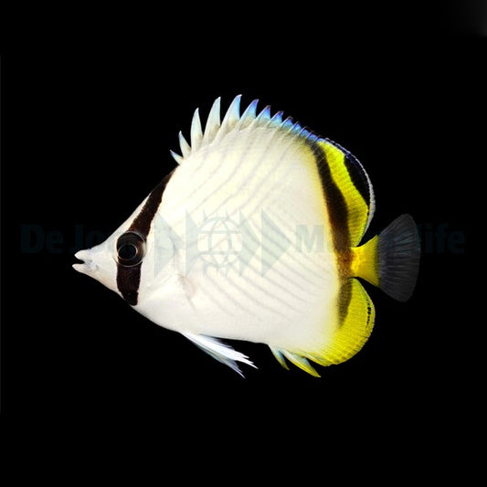 Chaetodon vagabundus – Vagabund-Falterfisch