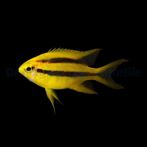 Behns Riffbarsch / Schwarz-gelber Riffbarsch (Neoglyphidodon nigroris)