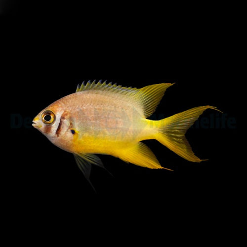 Behns Riffbarsch / Schwarz-gelber Riffbarsch (Neoglyphidodon nigroris)