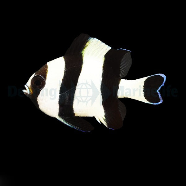Vierbinden-Preußenfisch (Dascyllus melanurus)