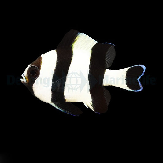 Vierbinden-Preußenfisch (Dascyllus melanurus)